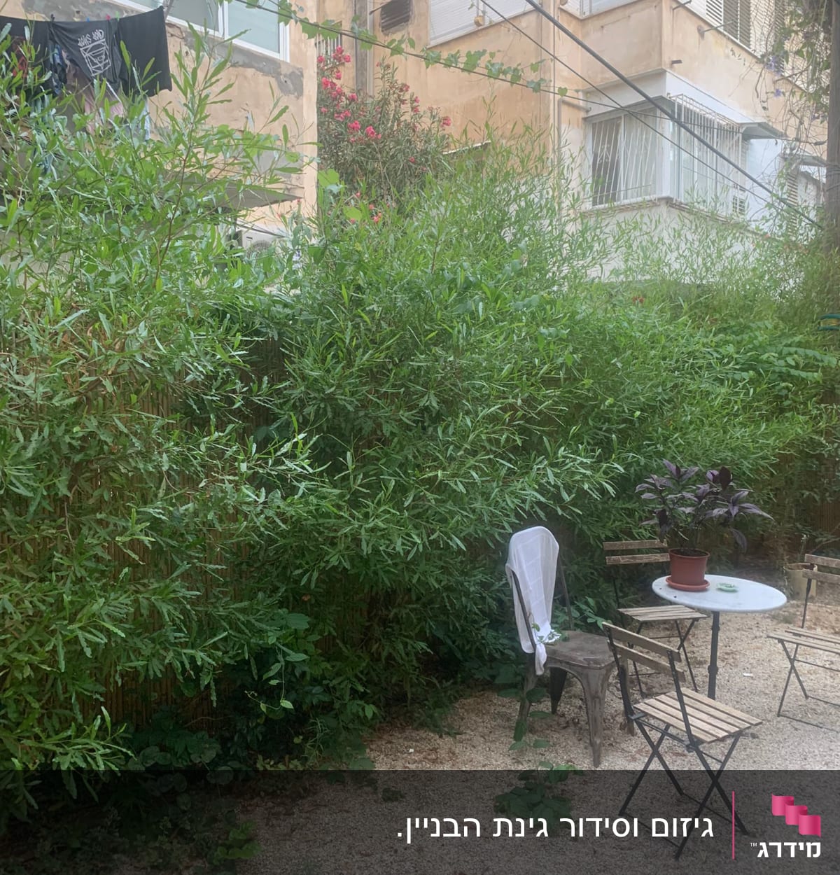 כיסאות ושולחן בגינה עם צמח בעציץ